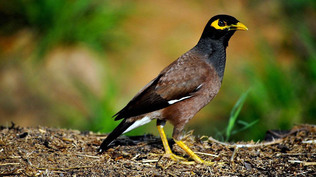 Serçeler näme üçin şäheri terk edýärler: guşlar we urbanizasiýa