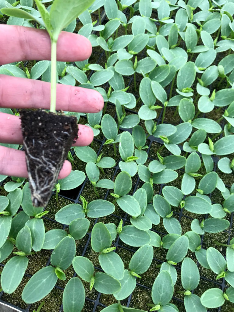 «Ezber daýhan» fermer hojalygy: netijeli telekeçilik ideýalarynyň gözleginde