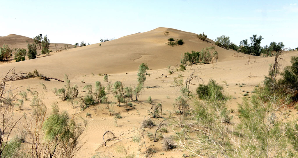 Репетек: царство живой природы в пустынном ландшафте 