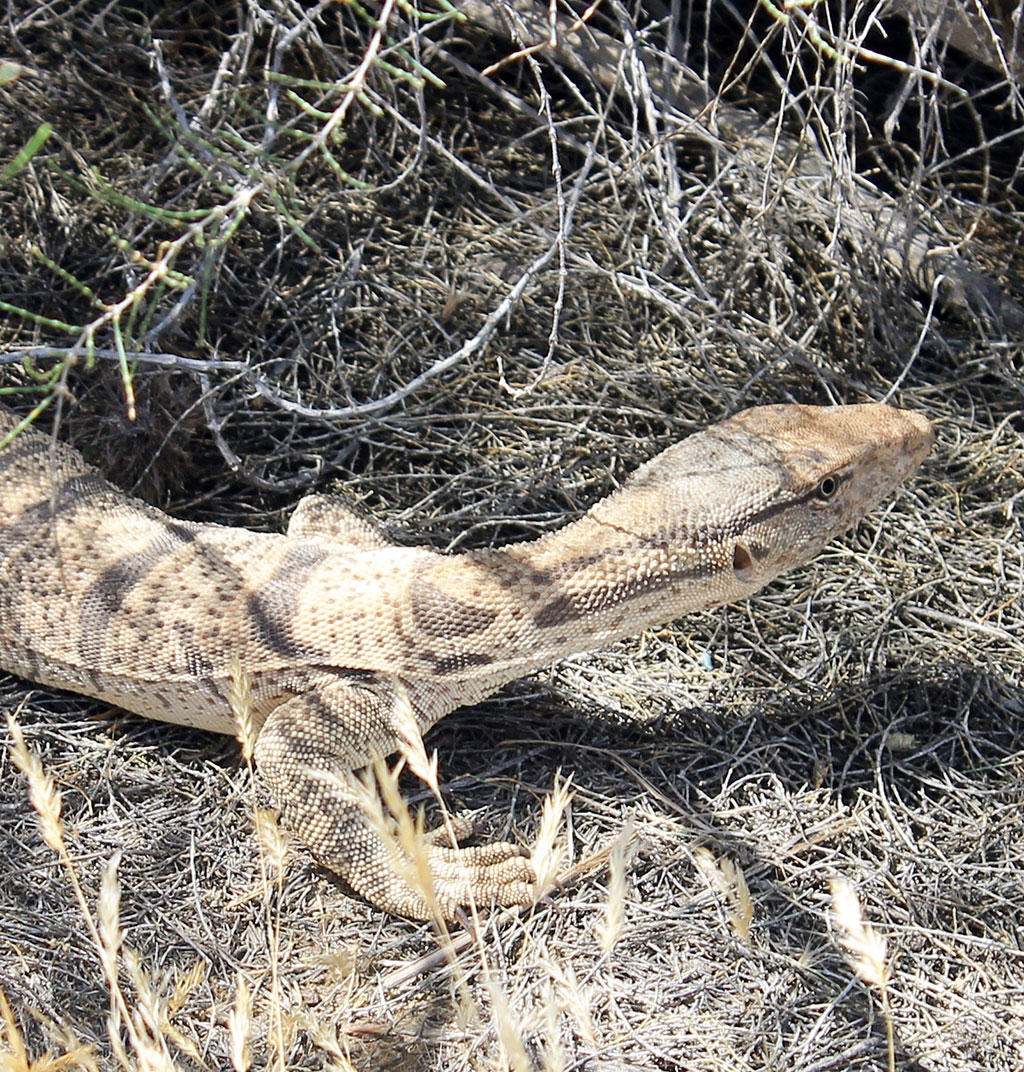 Repetek: çölüň janly tebigat şalygy