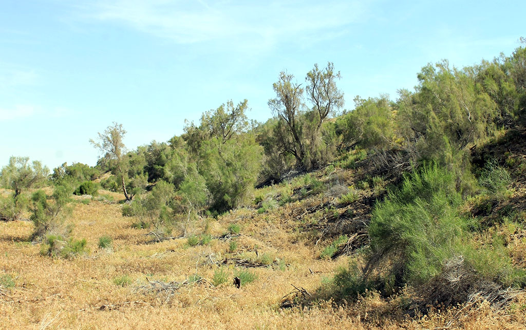 Repetek: çölüň janly tebigat şalygy