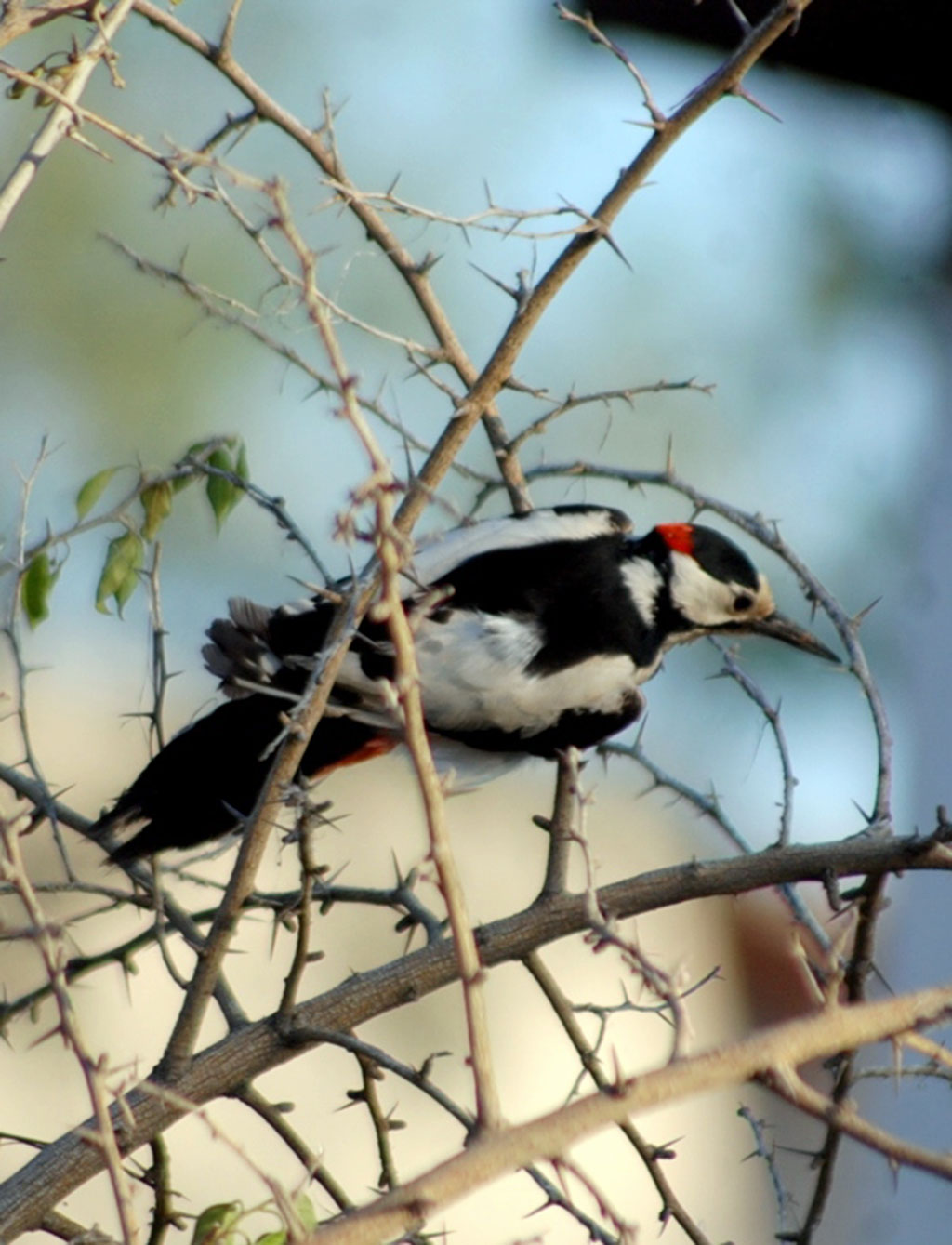 Repetek: çölüň janly tebigat şalygy