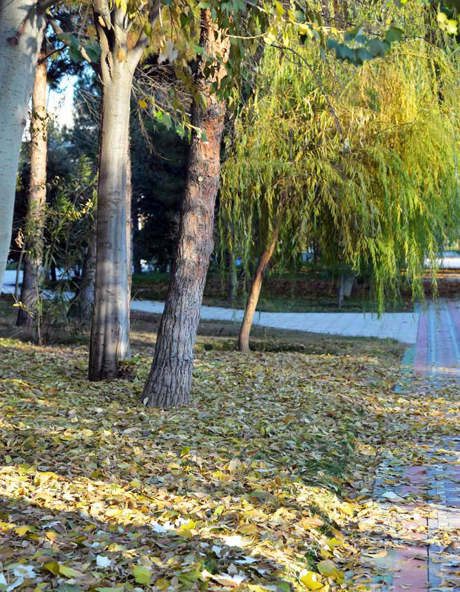 Фотозарисовки: контрастная палитра ашхабадской осени 