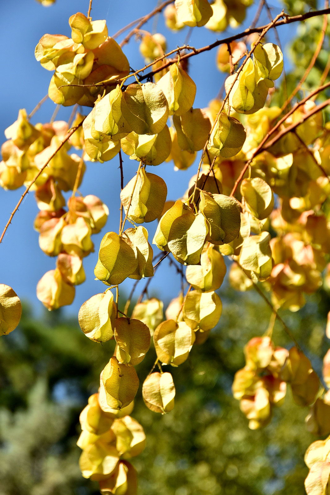 Фотозарисовки: контрастная палитра ашхабадской осени 