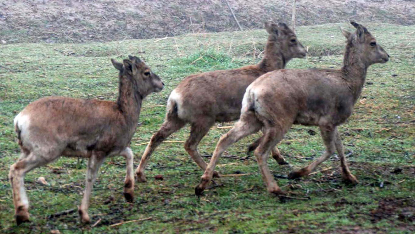 Койтендаг: зимние пейзажи 