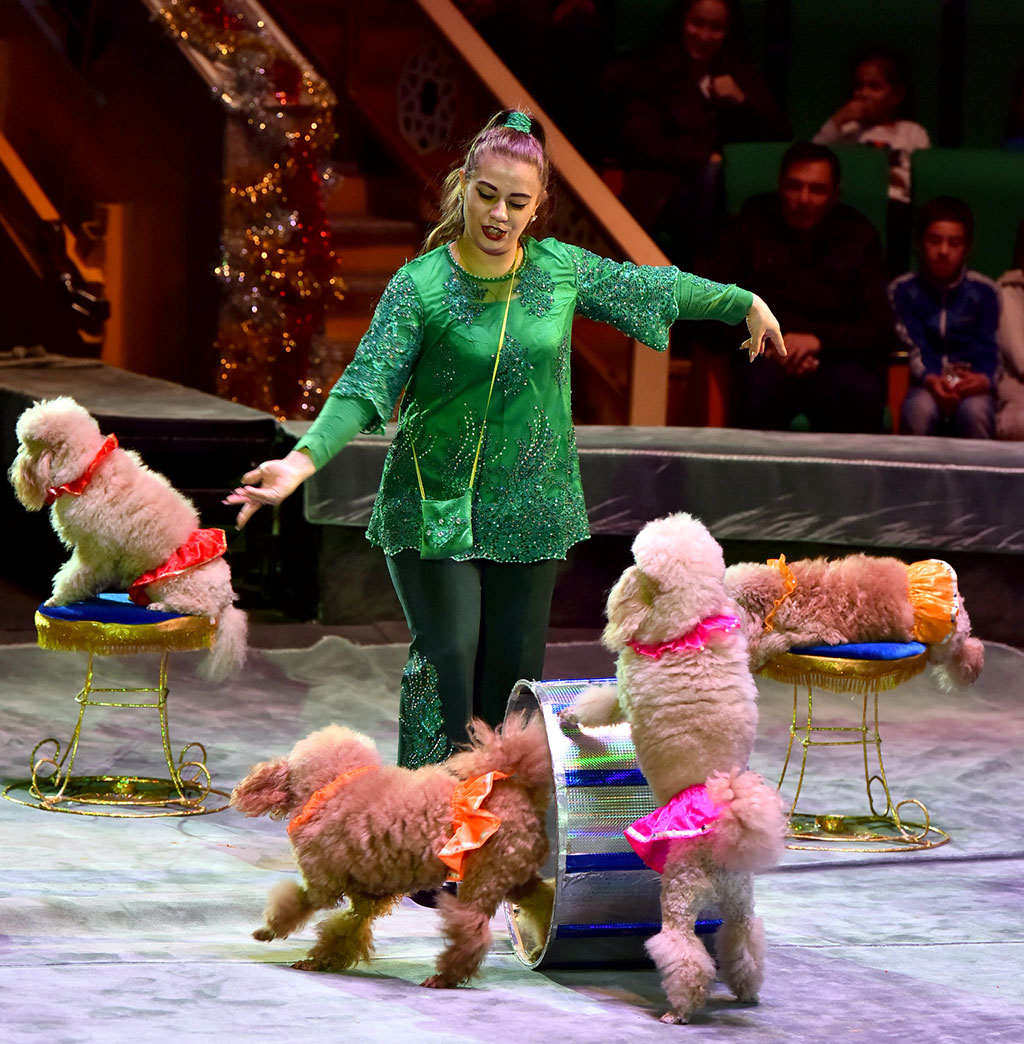 Täze ýyl sirk çykyşlary: zehinleriň täsin çykyşlary  we sungat jadysy