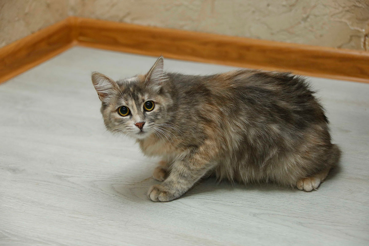 Котёнок по имени Свистулька или ещё один рассказ о людях, творящих добро   