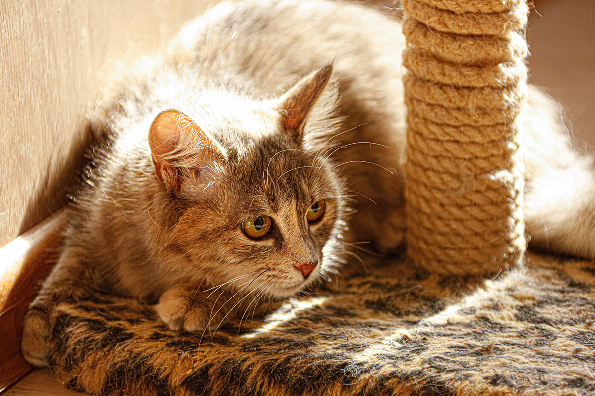 Котёнок по имени Свистулька или ещё один рассказ о людях, творящих добро   