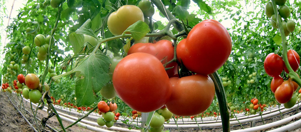 Berkarar döwletimiziň bagtyýarlyk döwrüniň ýyl ýazgysy – 2019-njy ýyl: oba hojalyk toplumy