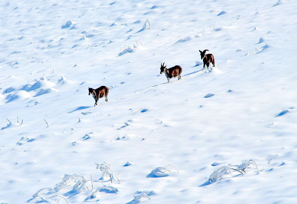 Asma ýolda gyş şalygyna gezelenç