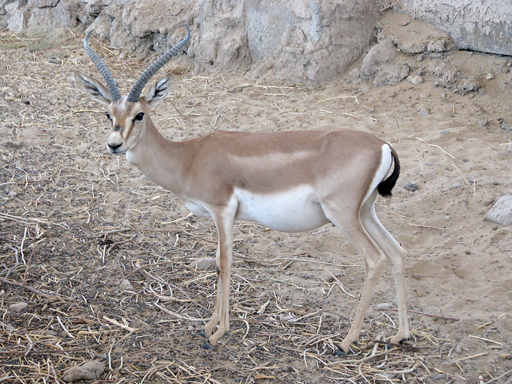Sebitiň çöllük ekologik ulgamy ÝuNESKO-nyň Bütindünýä mirasynyň Sanawyna girizilmäge hödürlenilýär