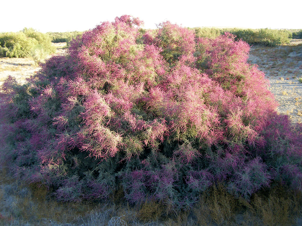 Sebitiň çöllük ekologik ulgamy ÝuNESKO-nyň Bütindünýä mirasynyň Sanawyna girizilmäge hödürlenilýär