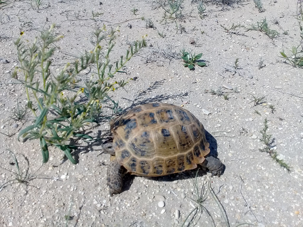 Sebitiň çöllük ekologik ulgamy ÝuNESKO-nyň Bütindünýä mirasynyň Sanawyna girizilmäge hödürlenilýär