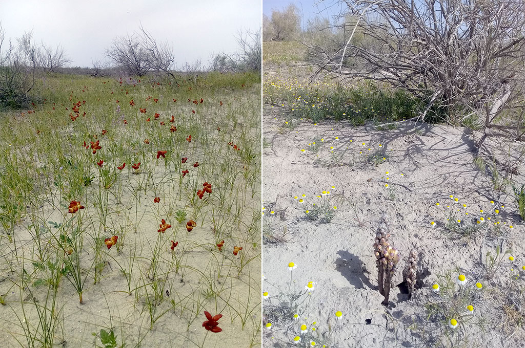 Sebitiň çöllük ekologik ulgamy ÝuNESKO-nyň Bütindünýä mirasynyň Sanawyna girizilmäge hödürlenilýär