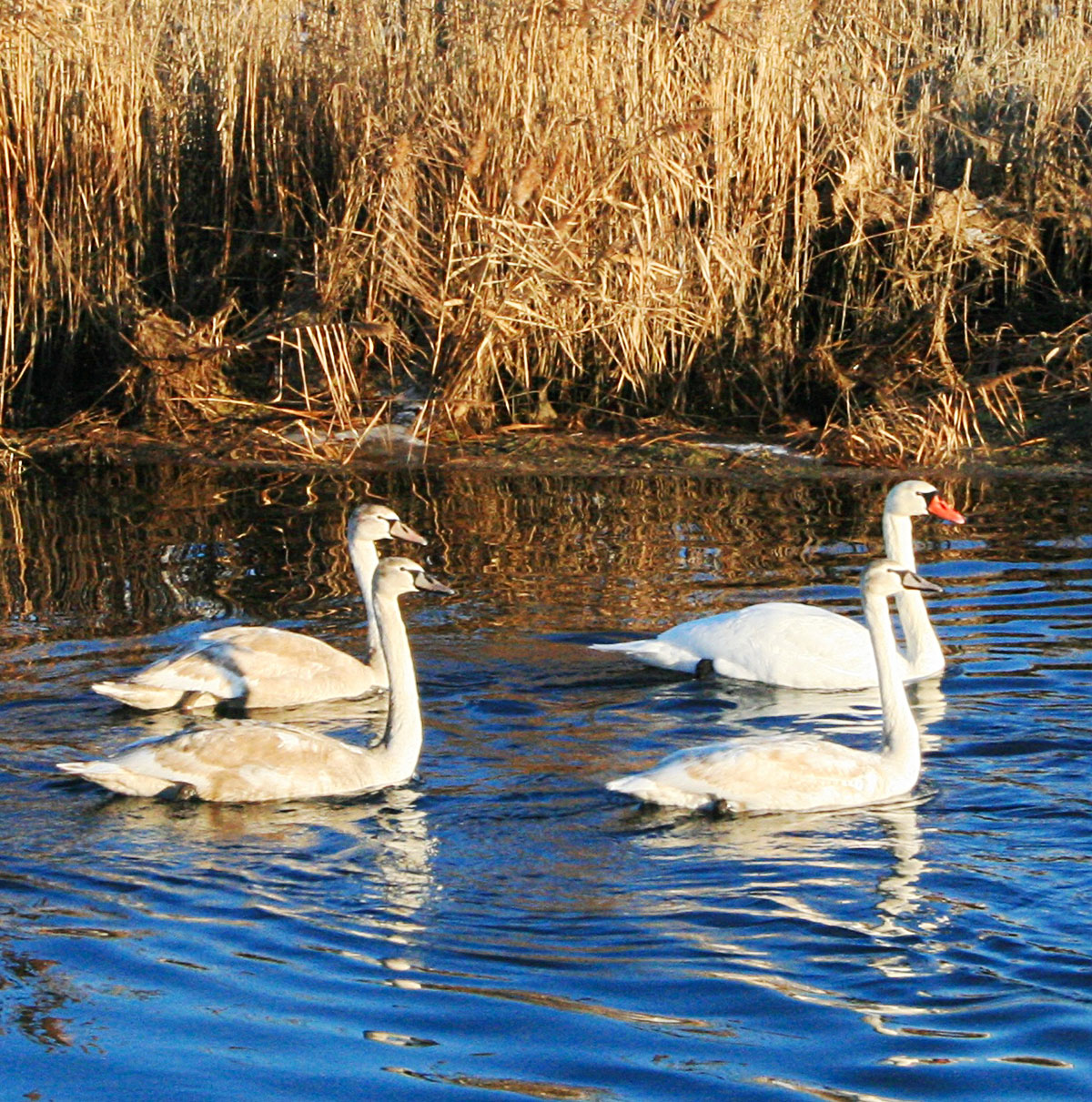 Зимовка птиц в Прикаспии: интересные факты и сравнительный анализ 