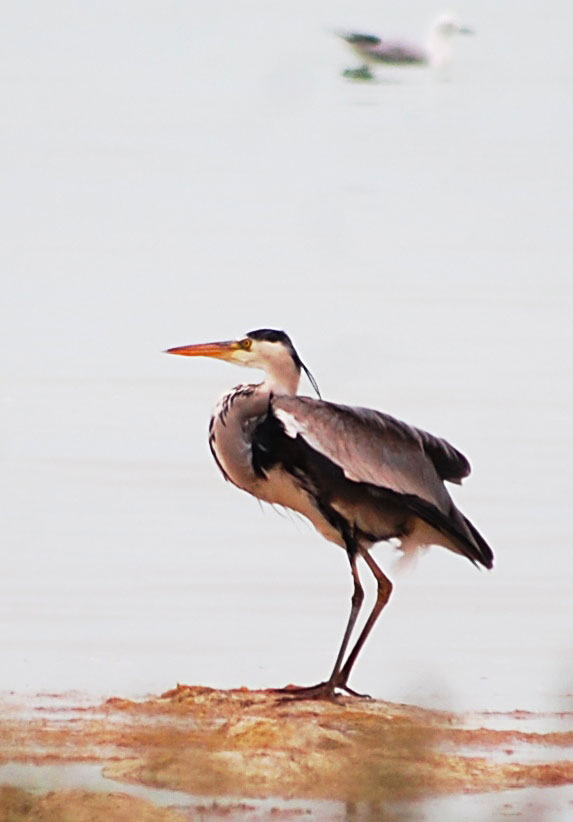 Зимовка птиц в Прикаспии: интересные факты и сравнительный анализ 