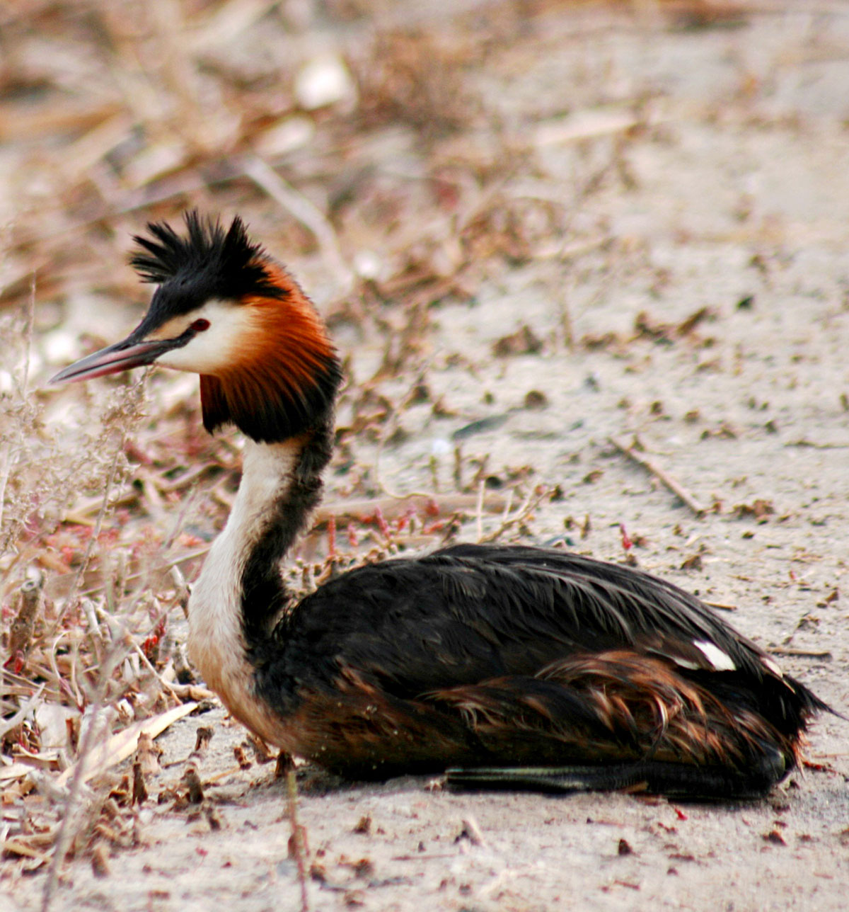 Зимовка птиц в Прикаспии: интересные факты и сравнительный анализ 
