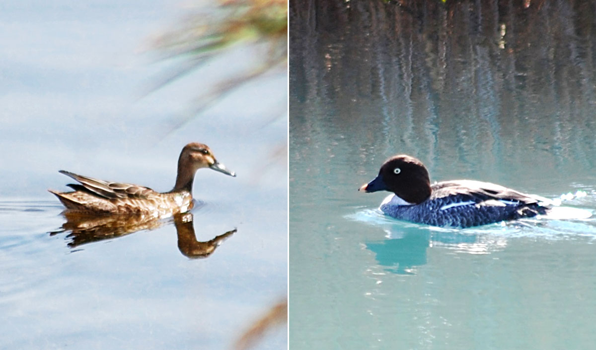 Зимовка птиц в Прикаспии: интересные факты и сравнительный анализ 