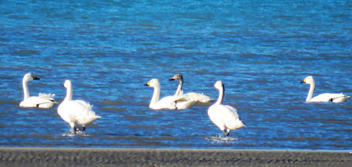 Зимовка птиц в Прикаспии: интересные факты и сравнительный анализ 