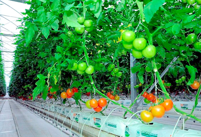 Daşoguzly telekeçiler pomidor agajyny ýetişdirmegi göz öňünde tutýarlar