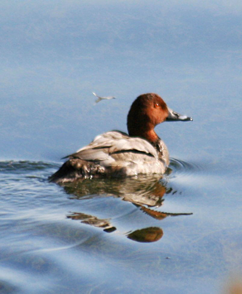 Hazar ýakasynda gyşlan guşlar barada  gyzykly maglumatlar we deňeşdirme seljermesi