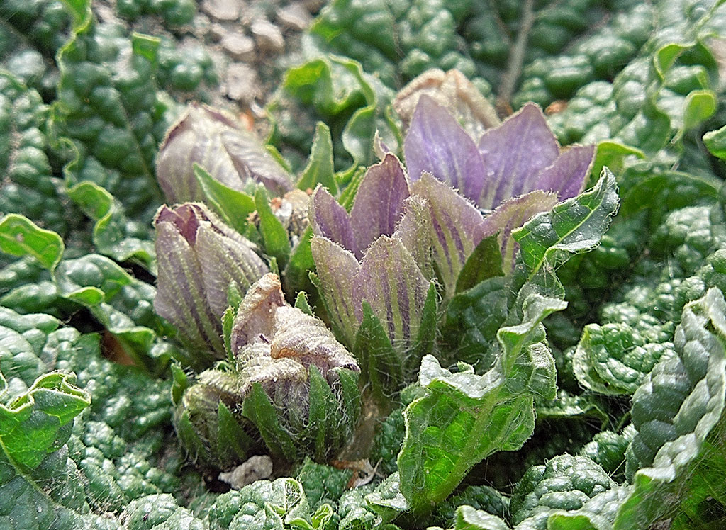 Мандрагора туркменская: загадки длиною в тысячелетия 