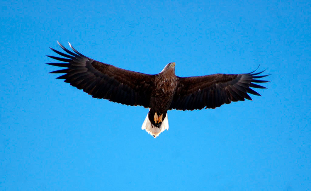 Птичье население Прикаспия: интересные факты 