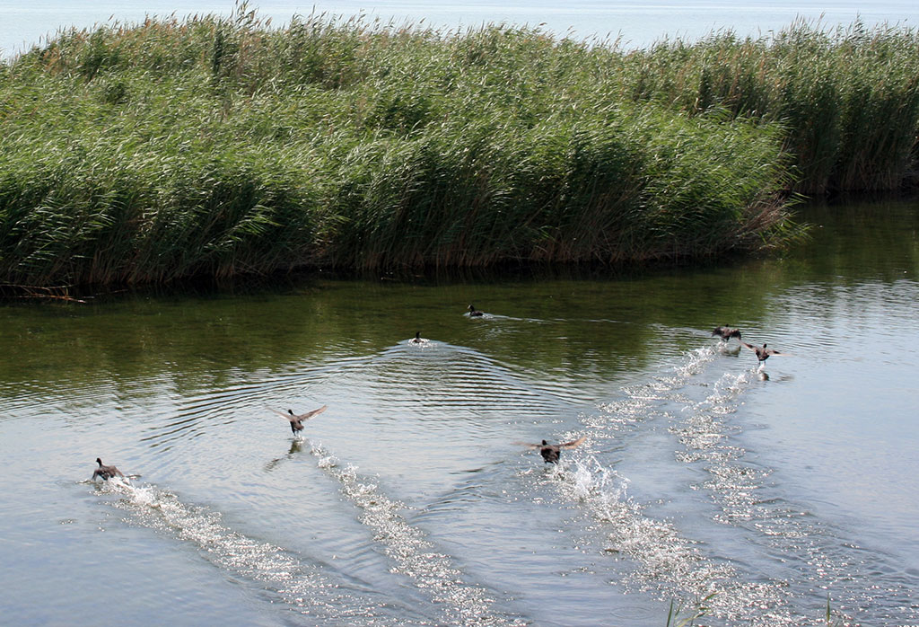 Птичье население Прикаспия: интересные факты 