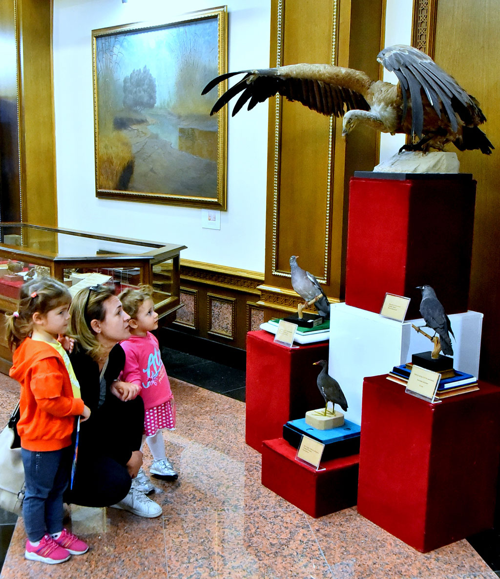 Выставка в Государственном музее: экскурс в орнитологию  