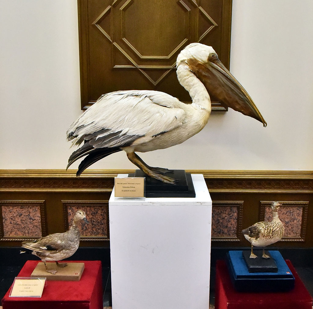 Döwlet muzeýiniň guran sergisi guşlara bagyşlanýar