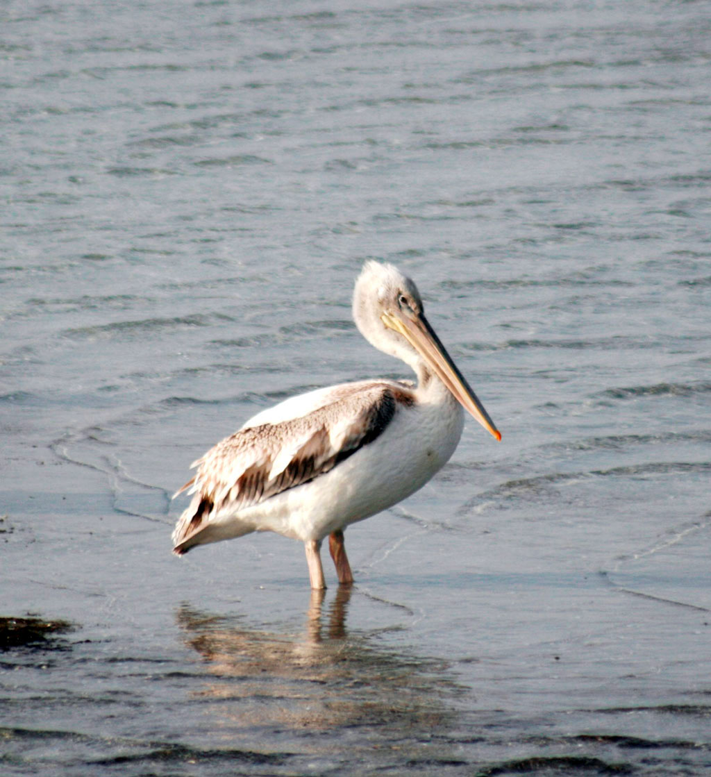 Bird population of Caspian region: Interesting fact 