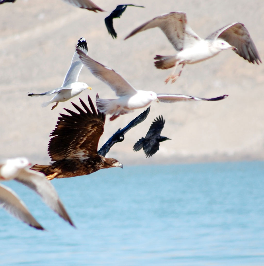 Bird population of Caspian region: Interesting fact 