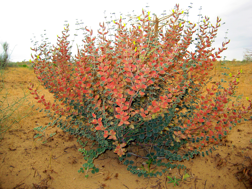 Ecological diplomacy – the main priority of foreign policy of Turkmenistan 