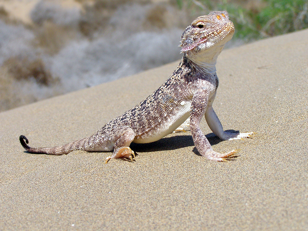 Ecological diplomacy – the main priority of foreign policy of Turkmenistan 