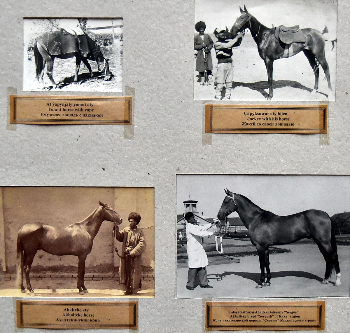 В Государственном музее развернута экспозиция, посвящённая Национальному празднику туркменского скакуна 