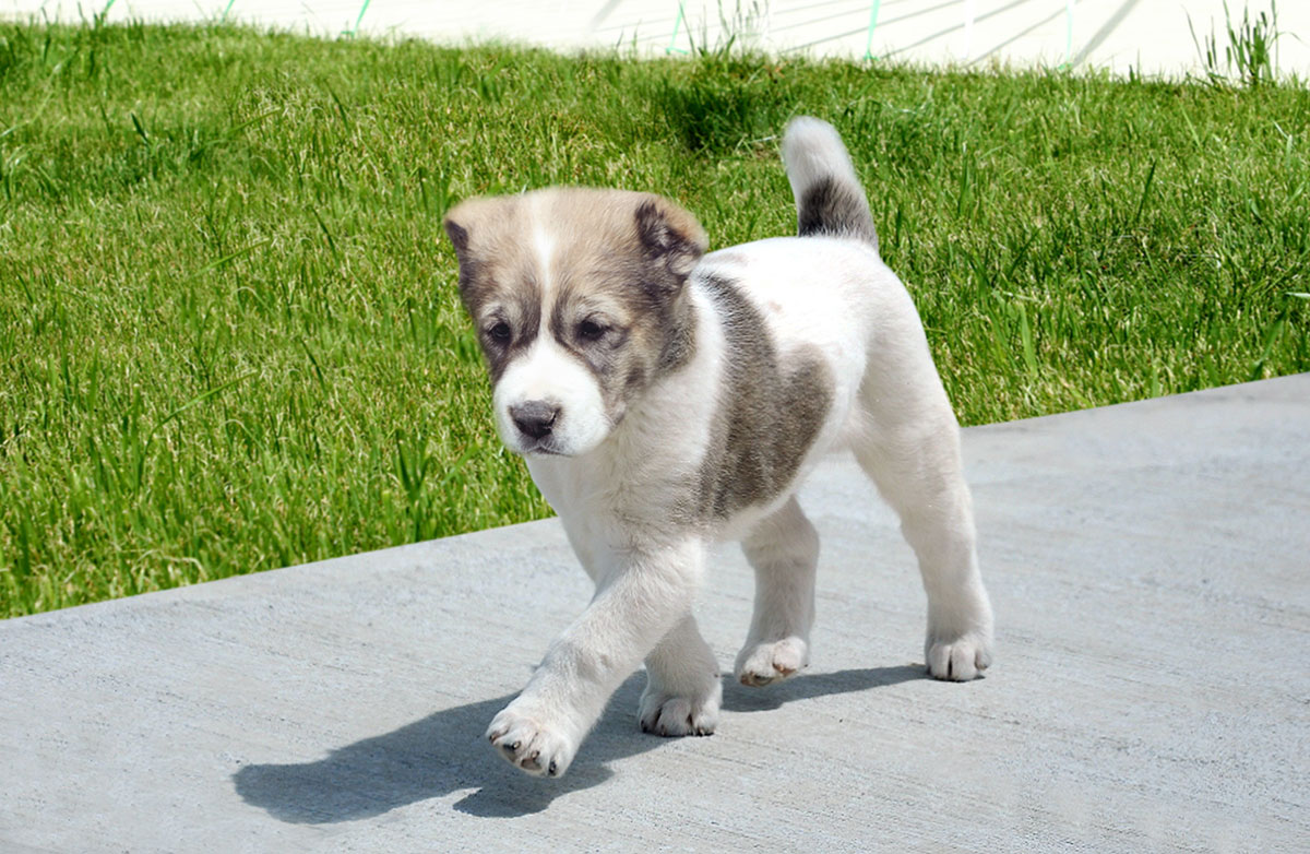 Modern infrastructure for protection and development of breed characteristics of alabay established in Turkmenistan 