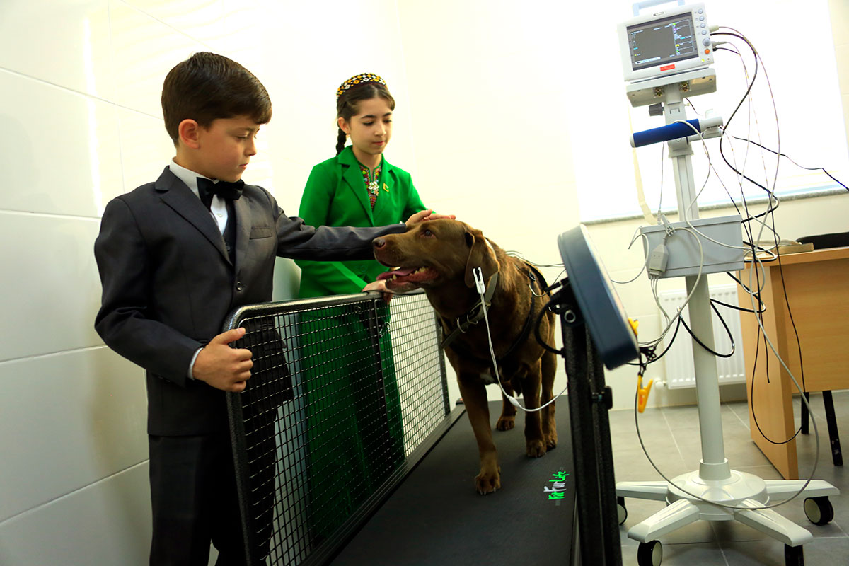 Vet clinic in Anau: New Word in service of home pets 