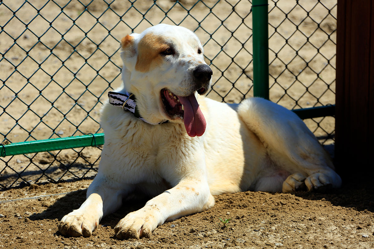 Vet clinic in Anau: New Word in service of home pets 
