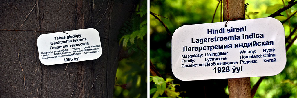 Зелёный остров в сердце Белого города: новая жизнь Ашхабадского ботанического сада 