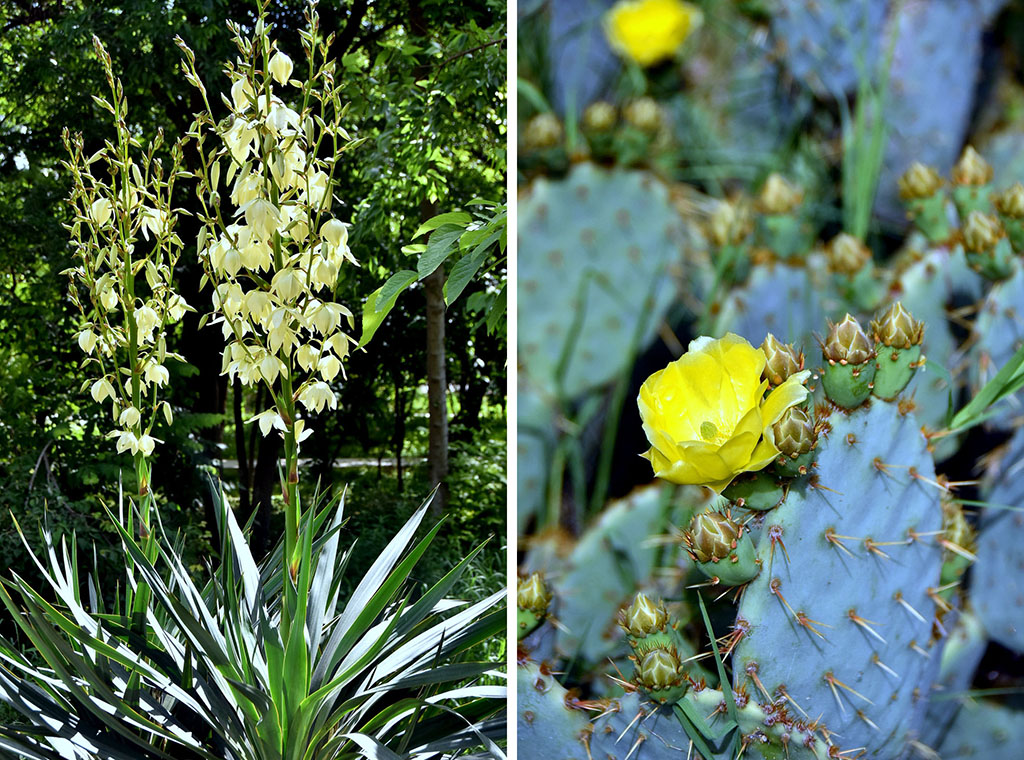 Зелёный остров в сердце Белого города: новая жизнь Ашхабадского ботанического сада 