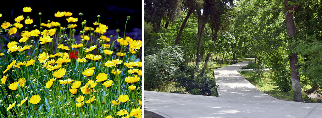 Зелёный остров в сердце Белого города: новая жизнь Ашхабадского ботанического сада 