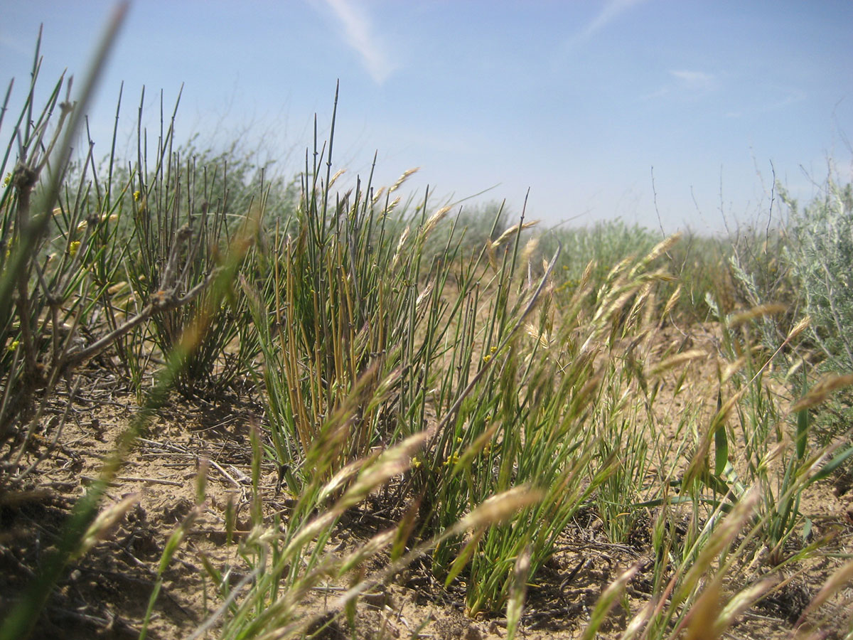 Борьба с опустыниванием: национальный опыт и экологическая дипломатия