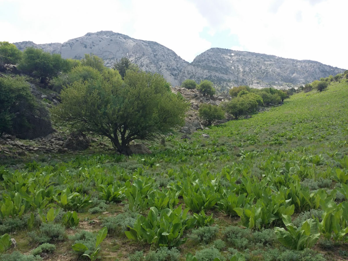 Борьба с опустыниванием: национальный опыт и экологическая дипломатия