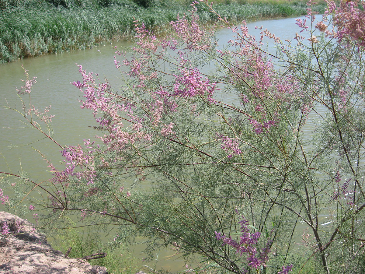Борьба с опустыниванием: национальный опыт и экологическая дипломатия