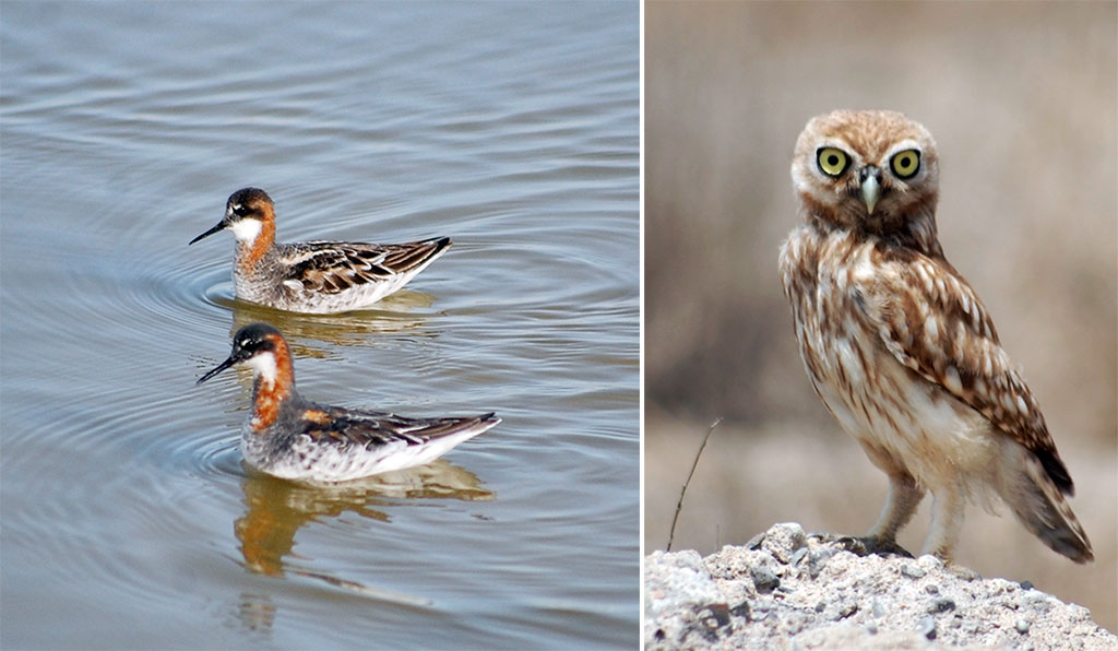 Путешествие в заповедный мир Каракумов: природные достопримечательности и немного истории  