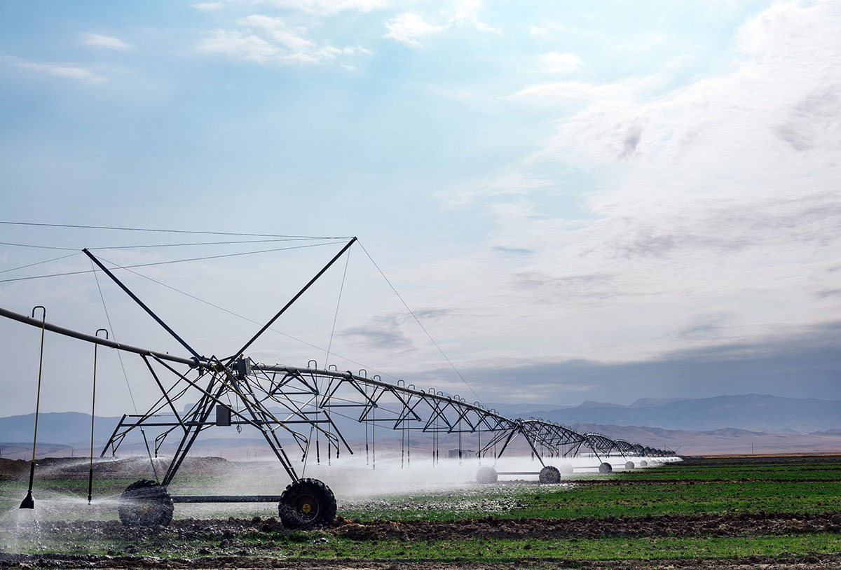 ХО «Ýigit»: бизнес в контексте устойчивого агропроизводства   