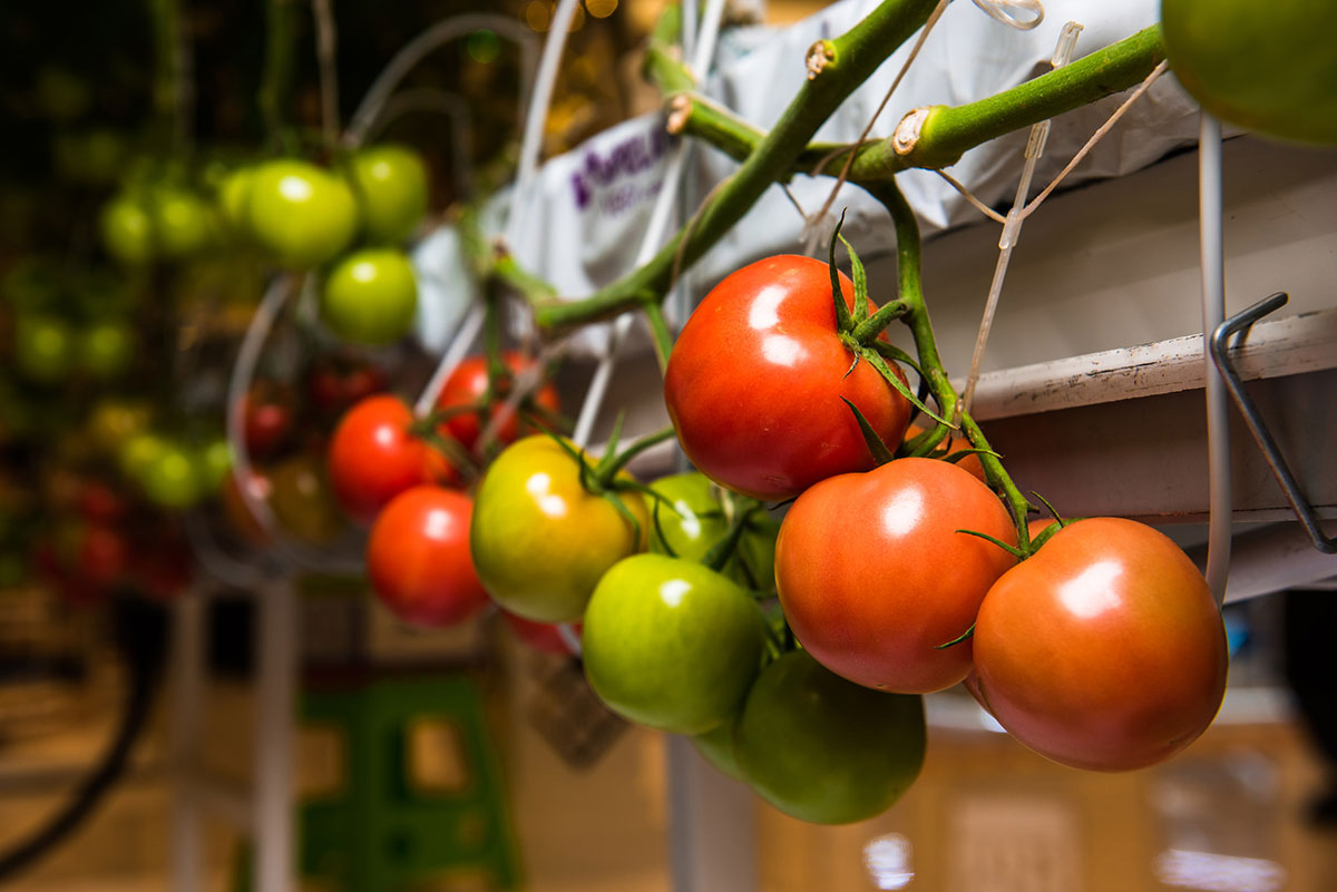 ХО «Ýigit»: бизнес в контексте устойчивого агропроизводства   