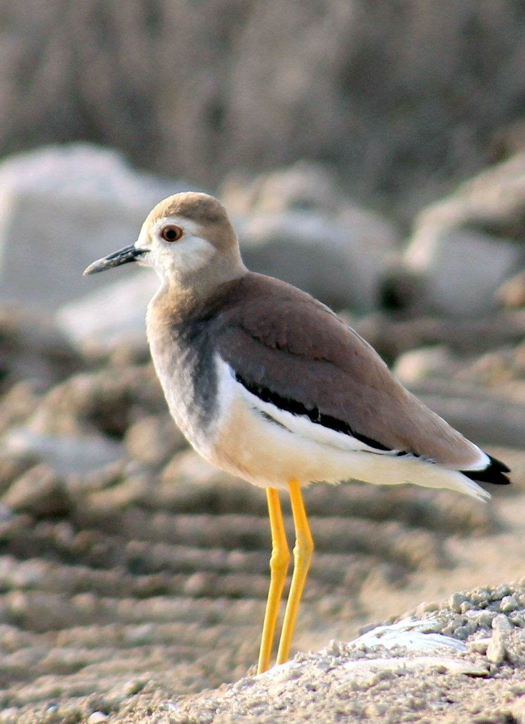 Путешествие в заповедный мир Каракумов: озёра Зенги-баба