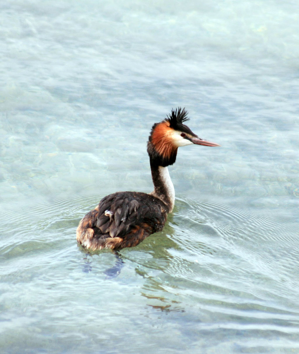 Путешествие в заповедный мир Каракумов: озёра Зенги-баба
