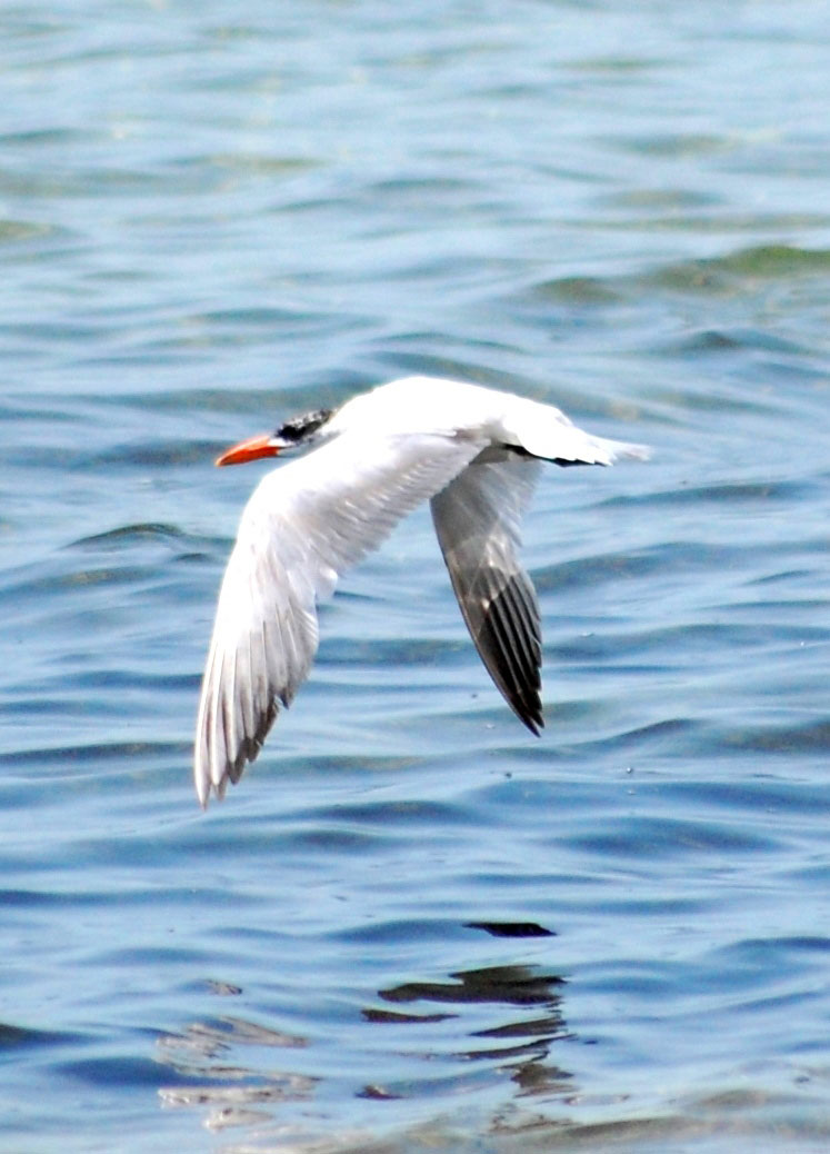 Journey to presented world of Karakum Desert: Zengi-baba Lakes
